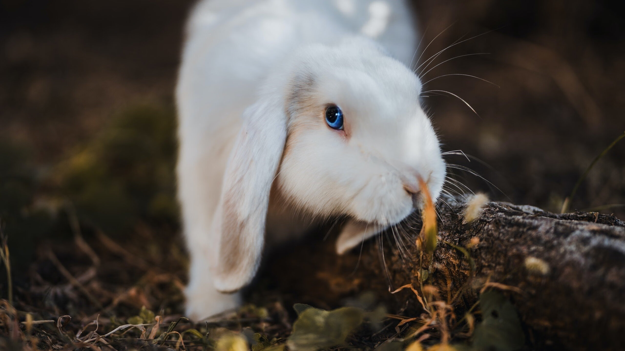 百年圆月夜,当18分的绝命悬崖,被一场惊世逆转踏平