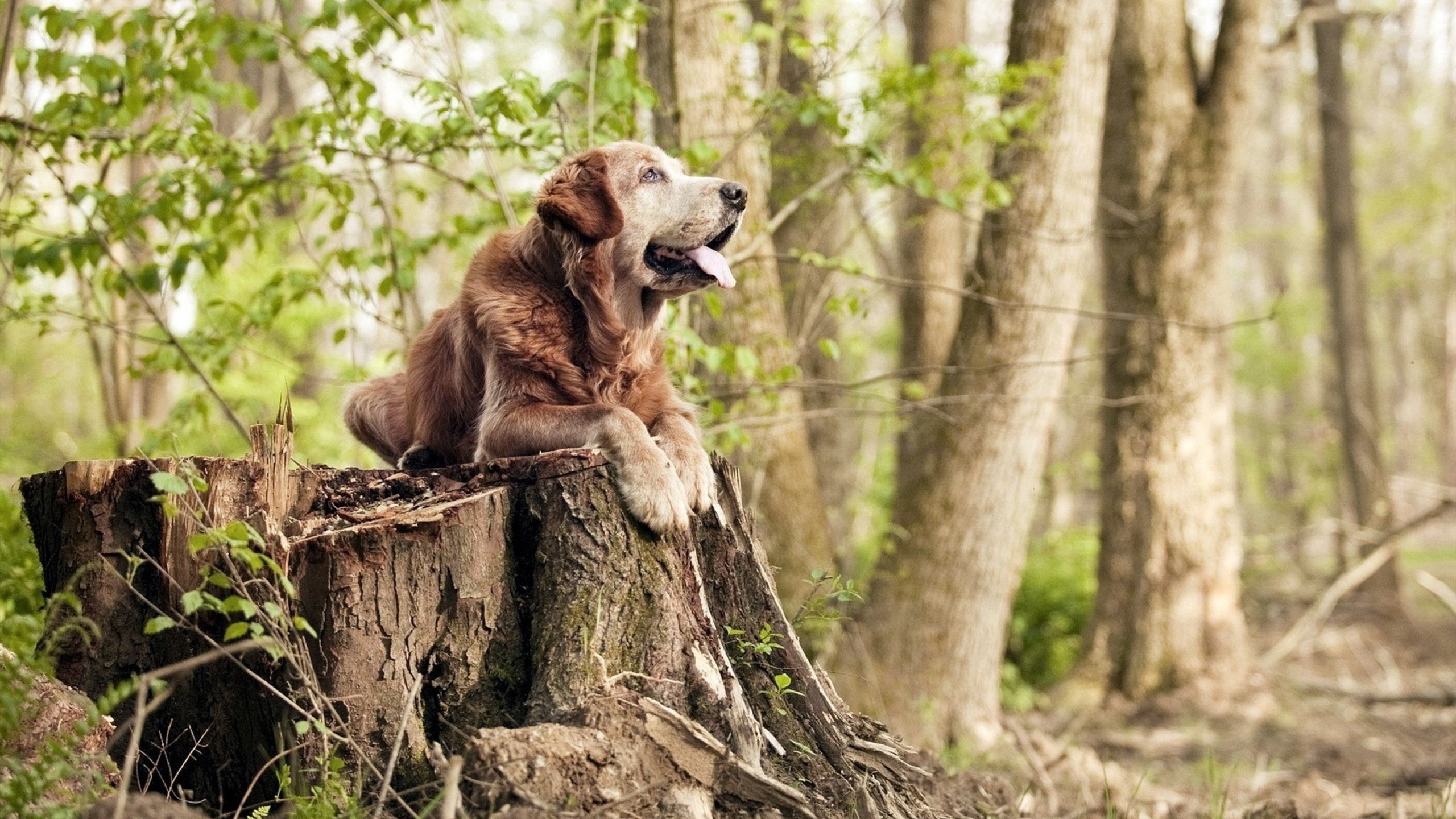 绝地反击!塞恩斯关键超车,红牛力克雷诺诠释唯一胜利方程式