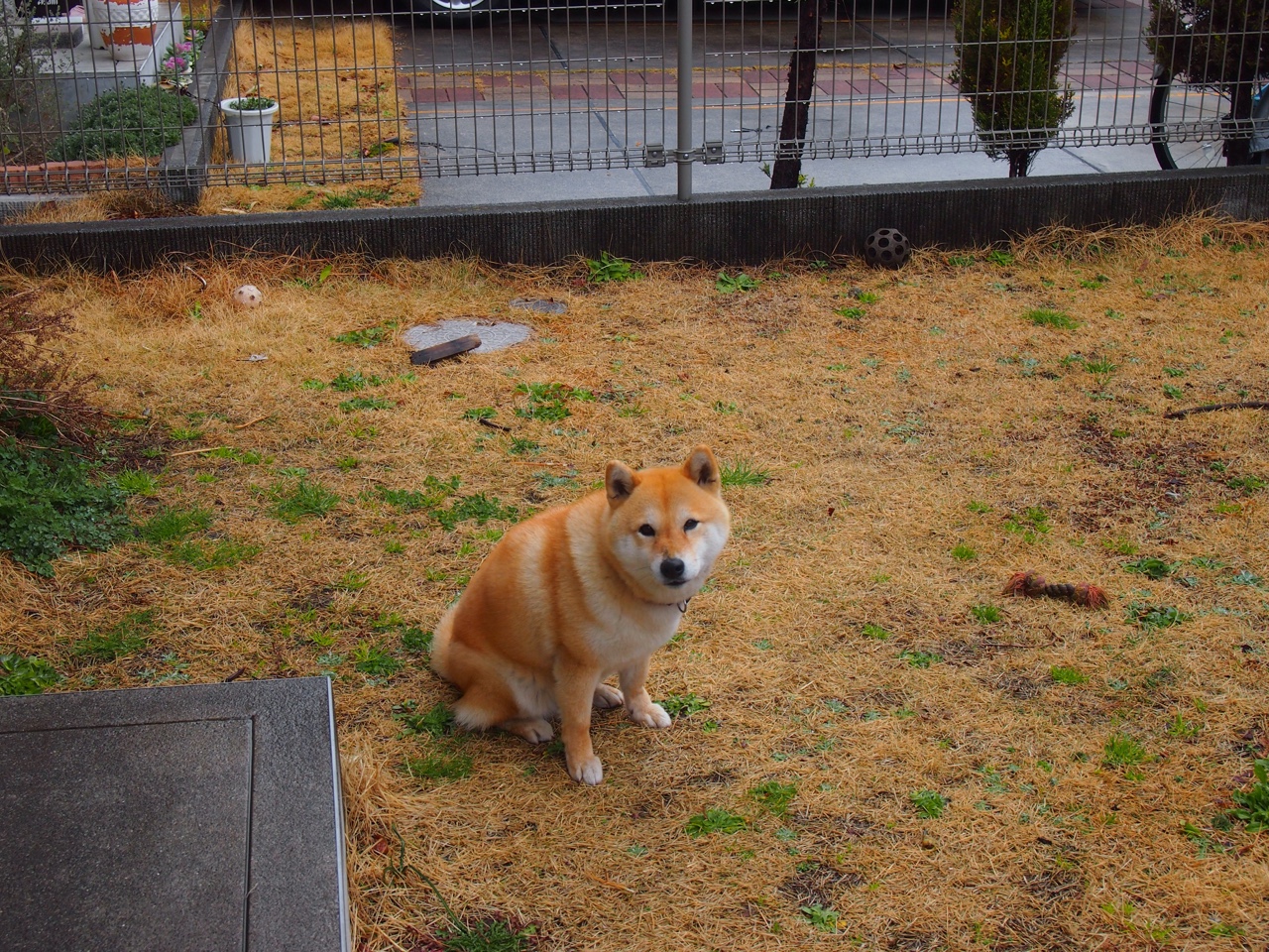 许昕封王之战,从瑞典的铜墙铁壁杀出一条血路