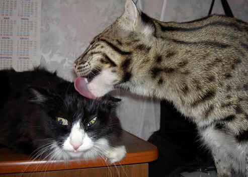 沙漠风暴席卷绿茵场，卡塔尔3-0踏平加纳，世界杯梦想照进现实