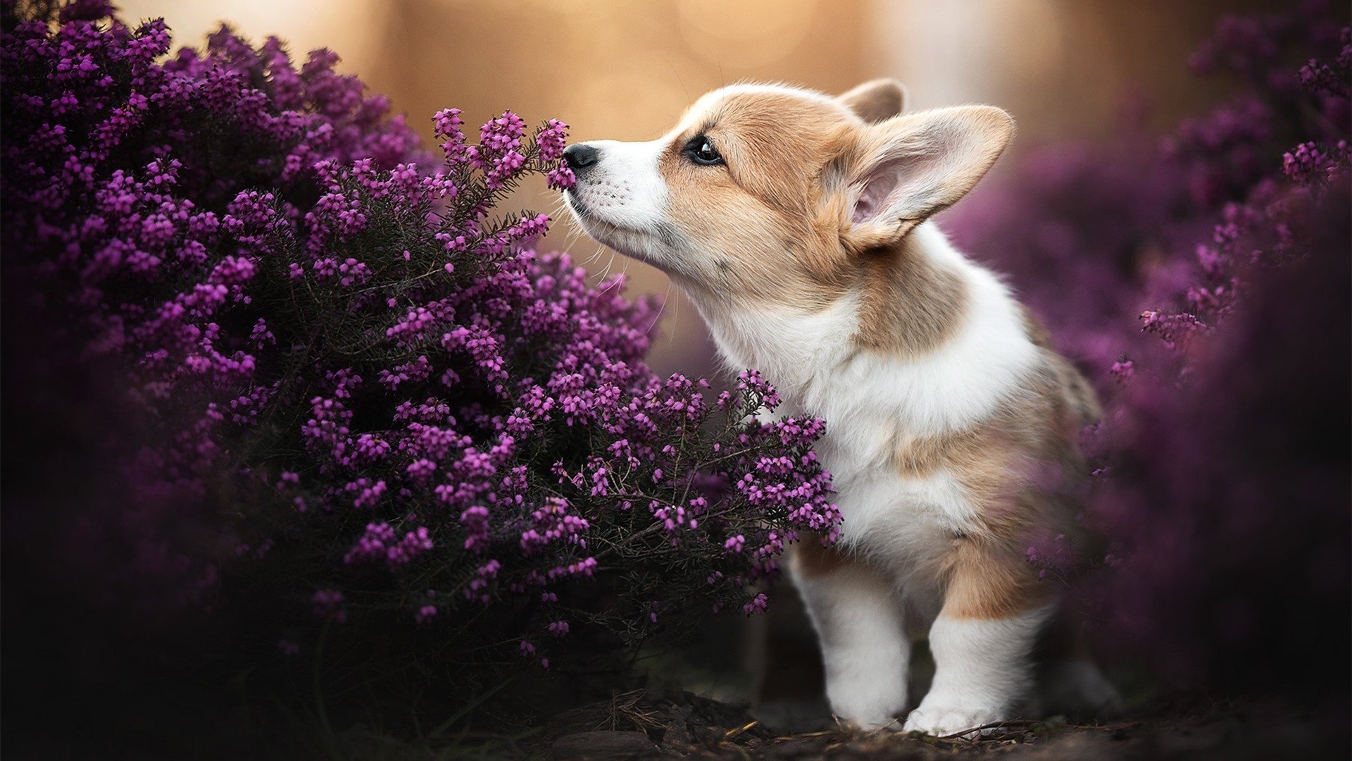 救赎与洪流,在压力极限处,生命能量如何完成它的突破与重塑