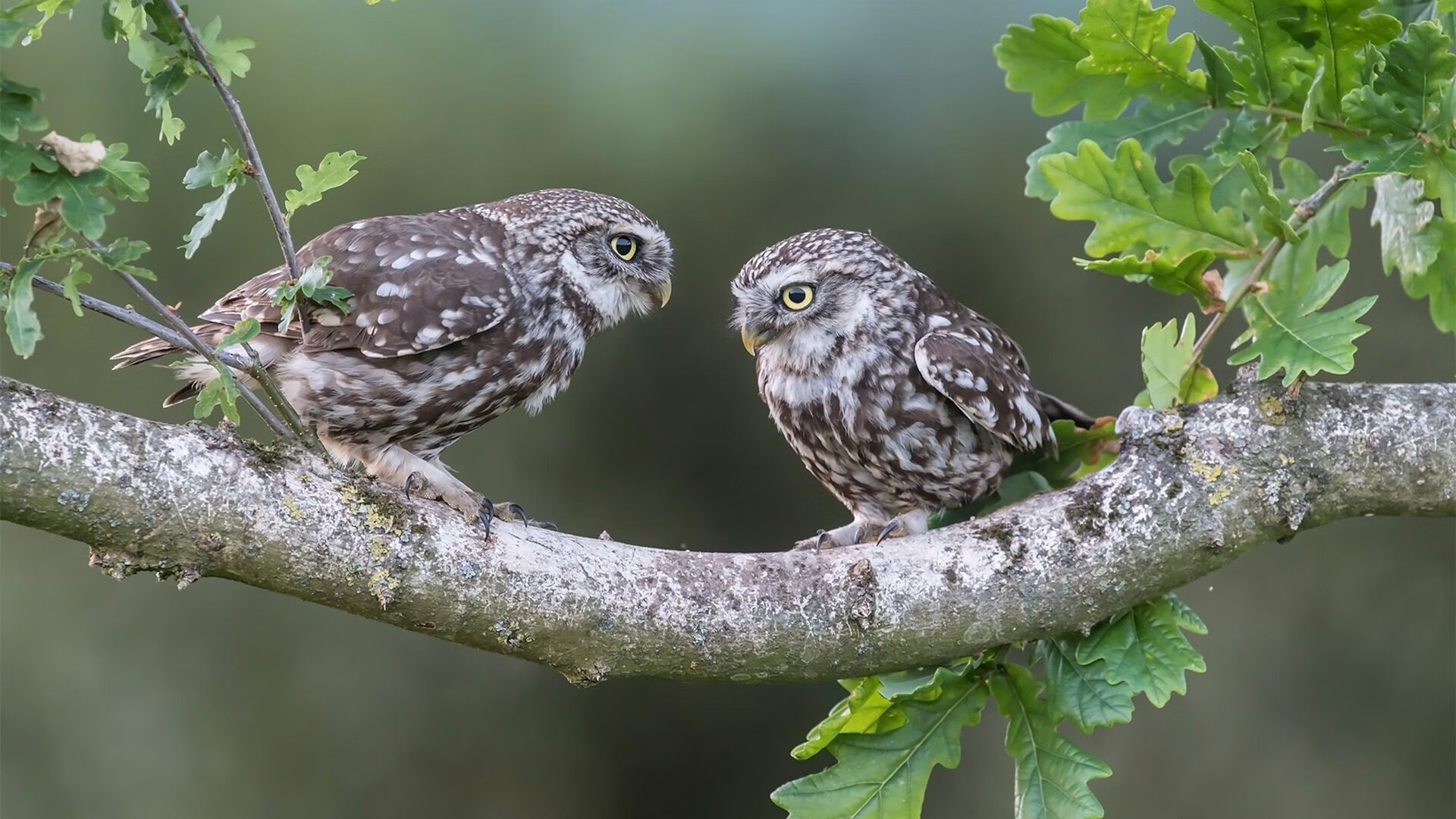 当欧洲骨骼撞碎好莱坞叙事,一场改变奥运格局的NBA常规赛