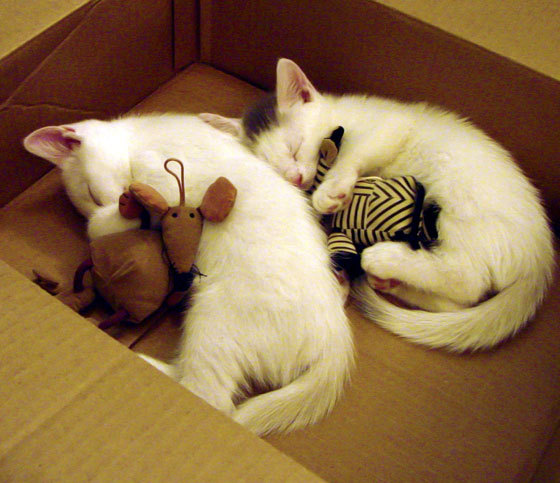 当布鲁塞尔陷入沉默,阿什拉夫如何用一粒任意球重绘足球版图