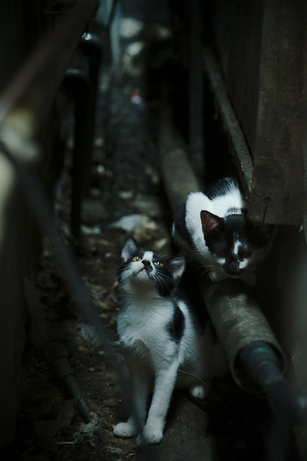 铁骑与利刃,哈兰德持续制造杀伤,AC米兰强势拿下罗马