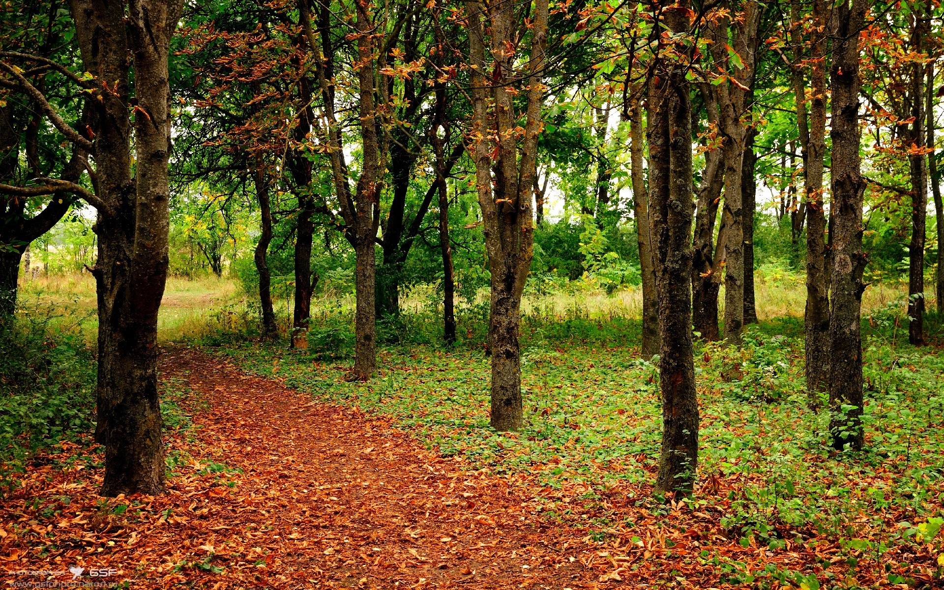 平行时空的足球狂想，当伊布为波斯铁骑倒钩绝杀加拿大