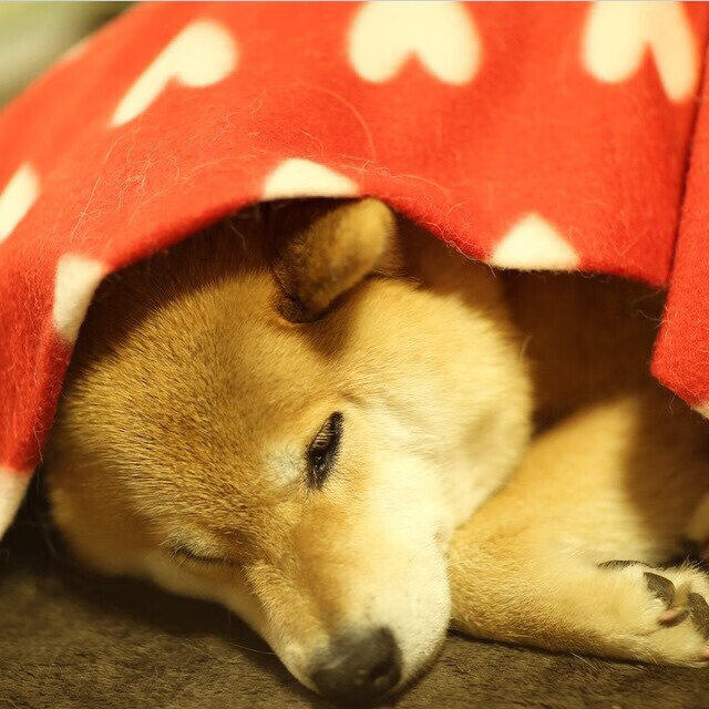 借刀斩宿敌，东契奇三分雨助攻快船，一场未见硝烟的洛城权杖交接