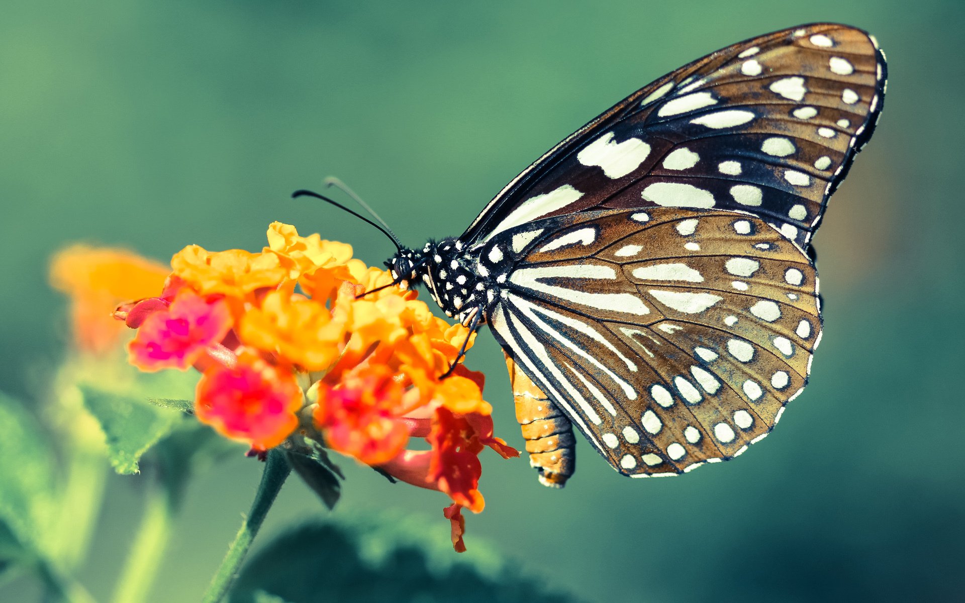 唯一性的双重奏，阿圭罗数据统治与韩国终结荷兰的传奇