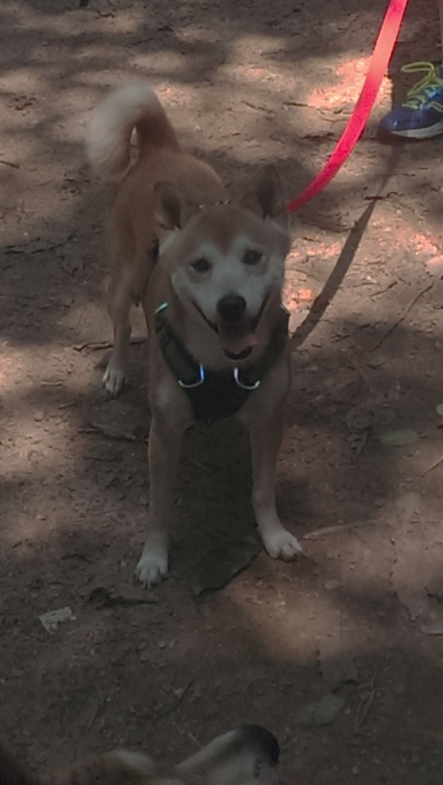 孤月照高楼,美加墨之夜,文班亚马于喧嚣中升起