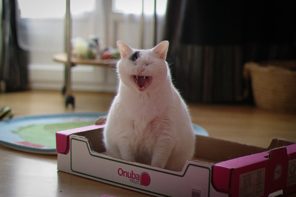 机械齿轮与弈棋之手，当活塞战术锁定骑士，约基奇成为破局的唯一密钥