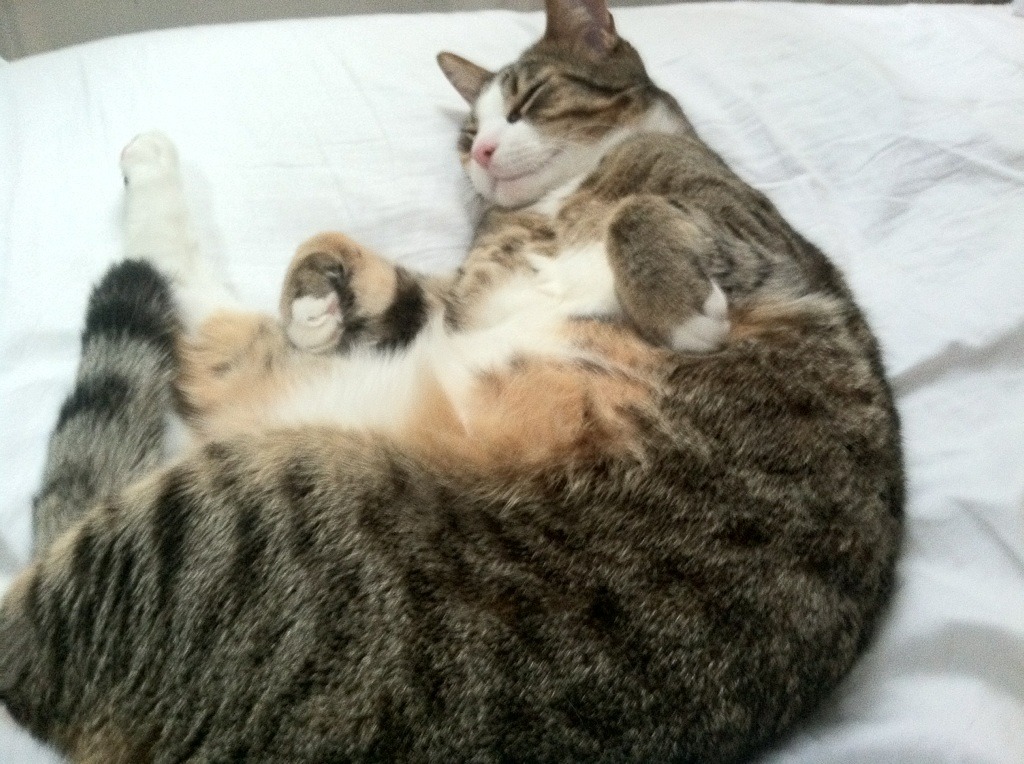 唯一性的交响，当F1争冠战遇上辽宁队鏖战黄蜂