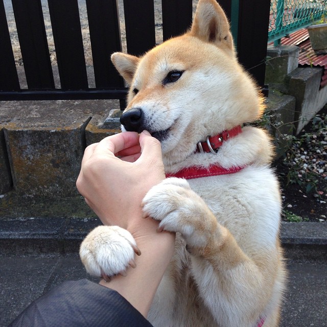 东方风暴席卷新奥尔良!哈登末节导演逆转,北京队攻克鹈鹕主场