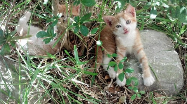冷风席卷世界杯赛场！黄喜灿双响炮击沉塞内加尔战船