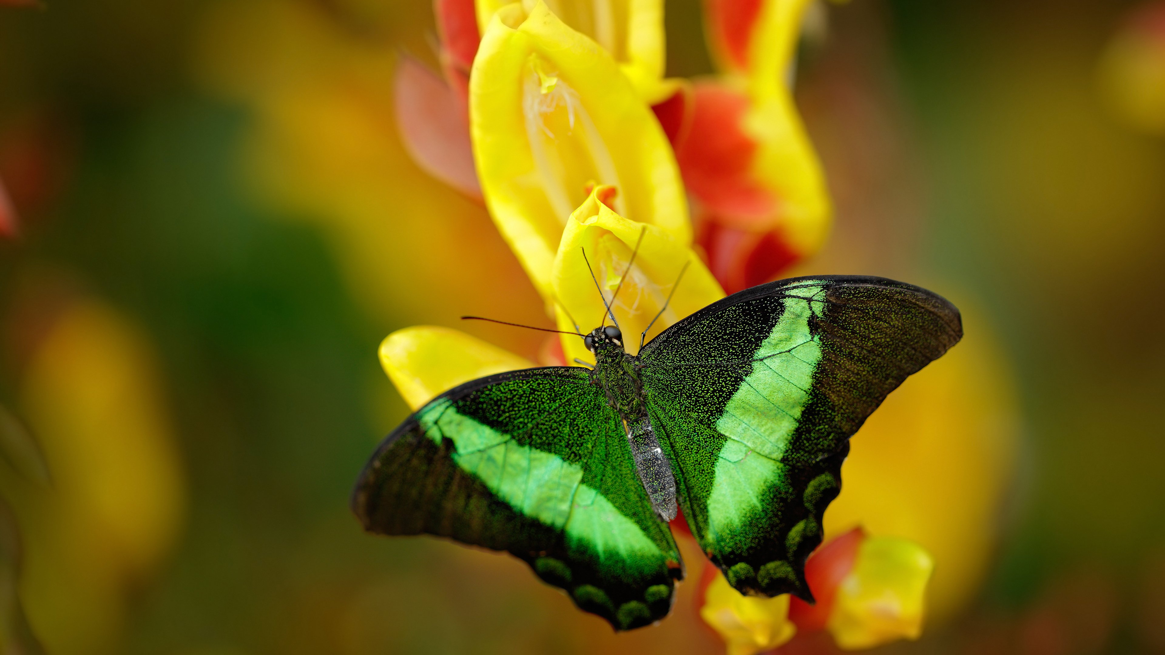 数据烟火，福登在F1街道赛的夜晚点燃了另一片天空